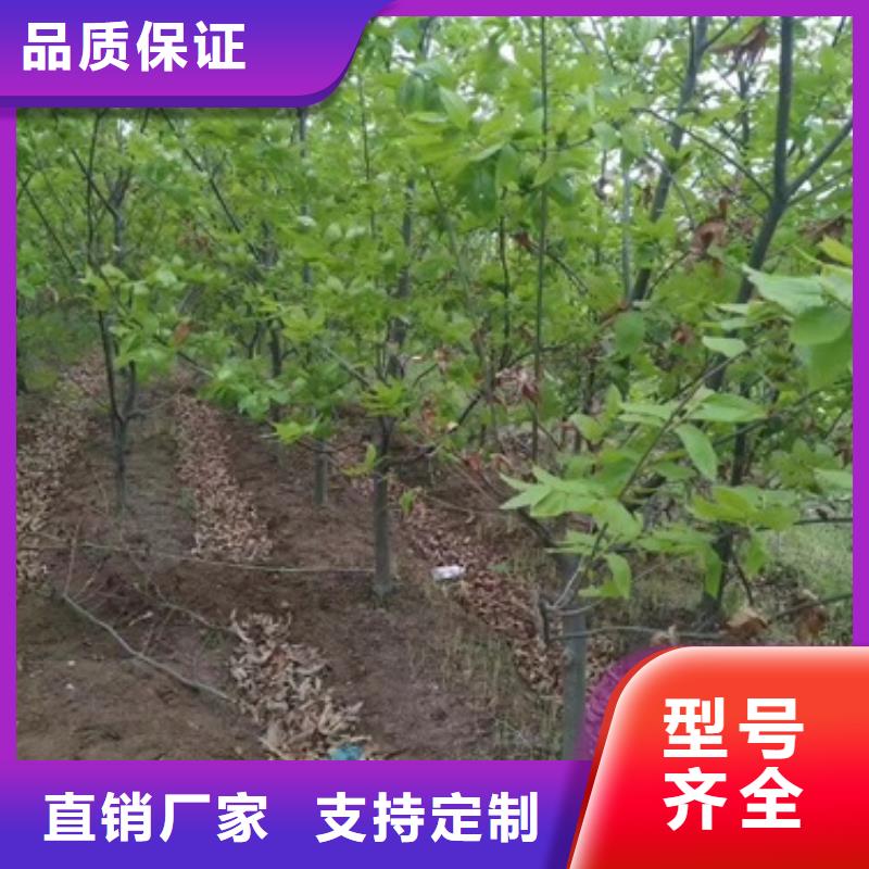 板栗苗实力见证