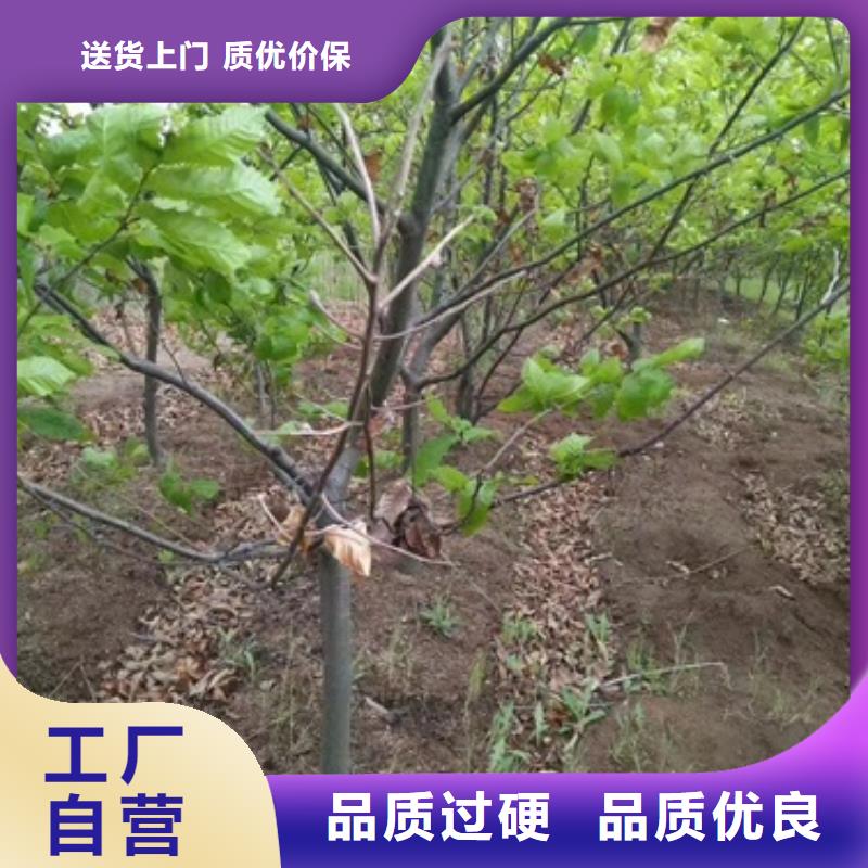 【板栗苗】花椒苗质量三包