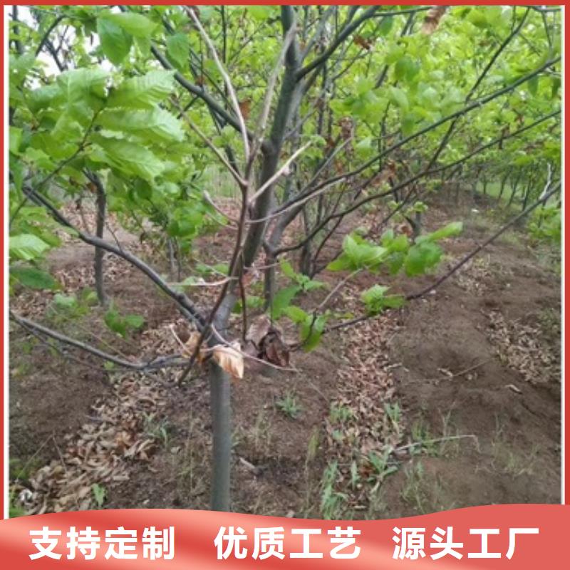 板栗苗花椒苗销售的是诚信