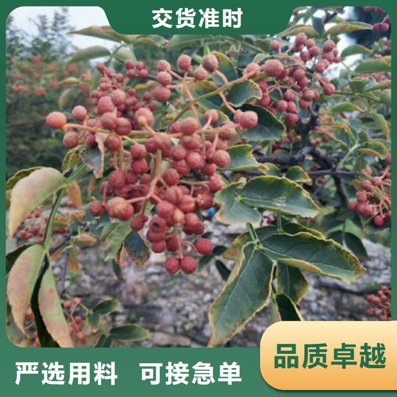 花椒苗-板栗苗自有生产工厂