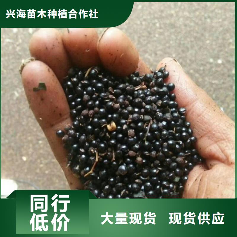 花椒苗库存齐全厂家直供|蚌山|怀远|铜陵|宣城|芜湖|巢湖aq00.com