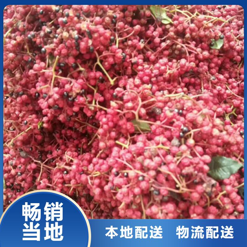 花椒苗_【板栗苗】长期供应-兴海苗木种植社(廊坊市分公司)|覆盖地域三河|固安|邢台|沧州|唐山|承德|石家庄|秦皇岛
