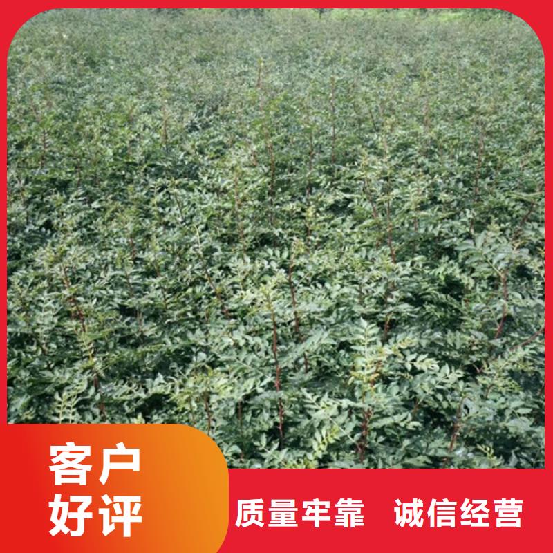 型号全价格低花椒苗_【桃树苗】一站式服务