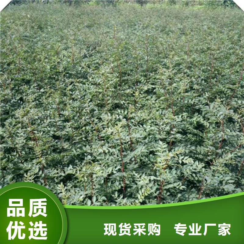 花椒苗服务始终如一