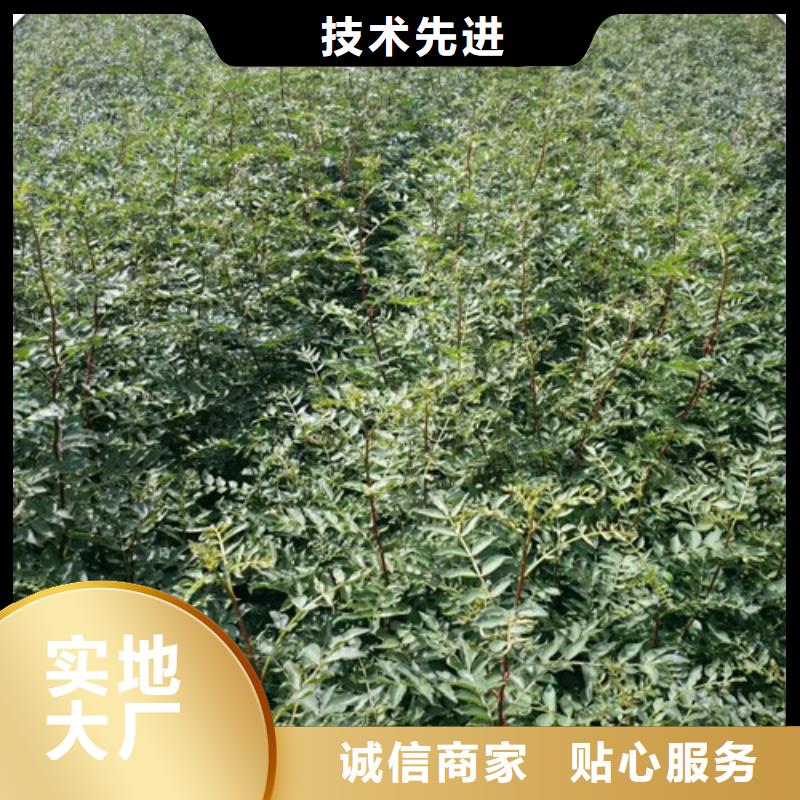 花椒苗李子苗用心提升细节