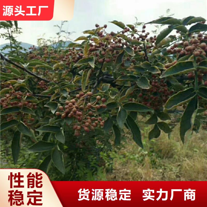 型号全价格低花椒苗_【桃树苗】一站式服务