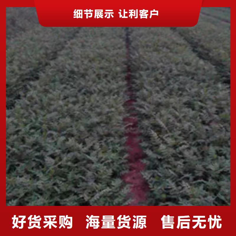 花椒苗山楂苗一站式采购