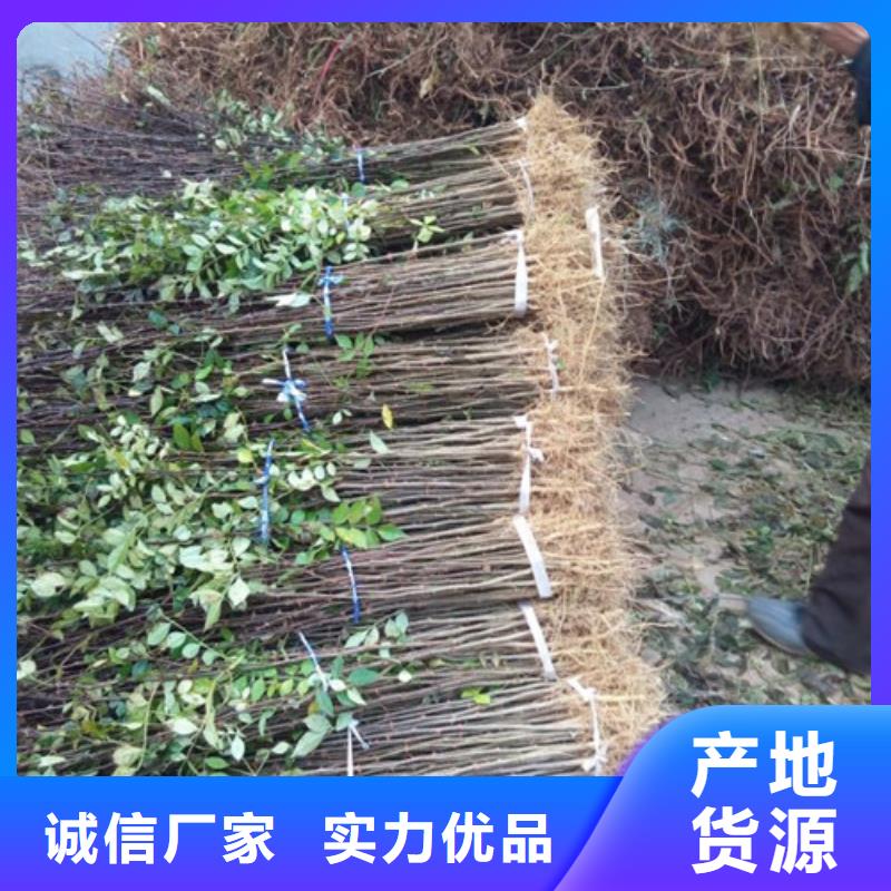 花椒苗_【板栗苗】长期供应-兴海苗木种植社(廊坊市分公司)|覆盖地域三河|固安|邢台|沧州|唐山|承德|石家庄|秦皇岛