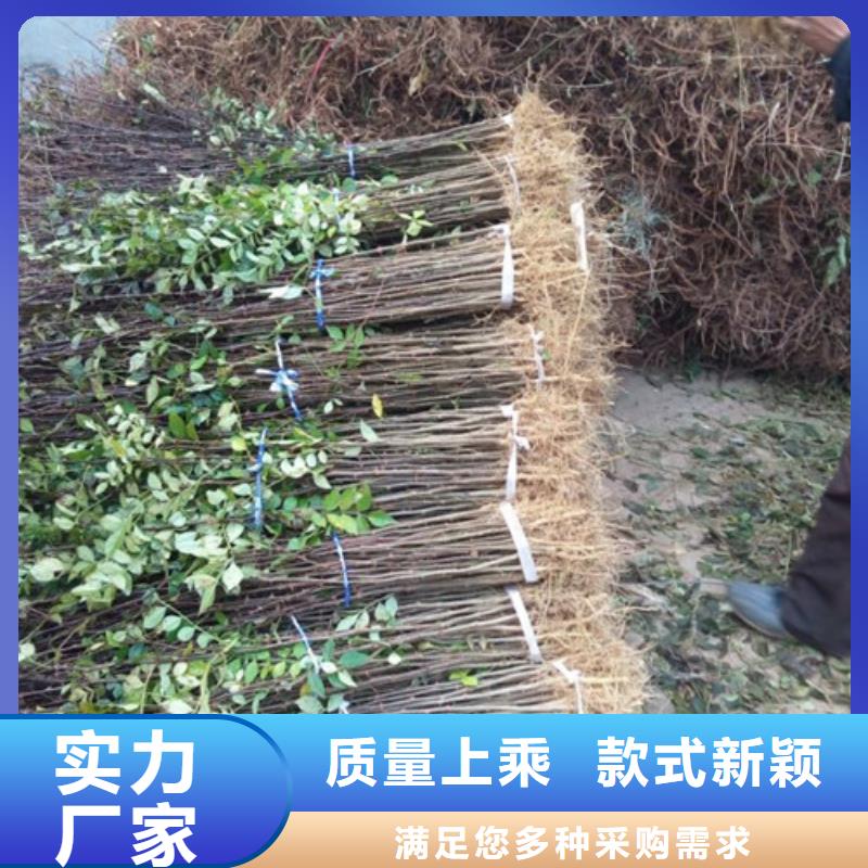 花椒苗-山楂苗适用场景