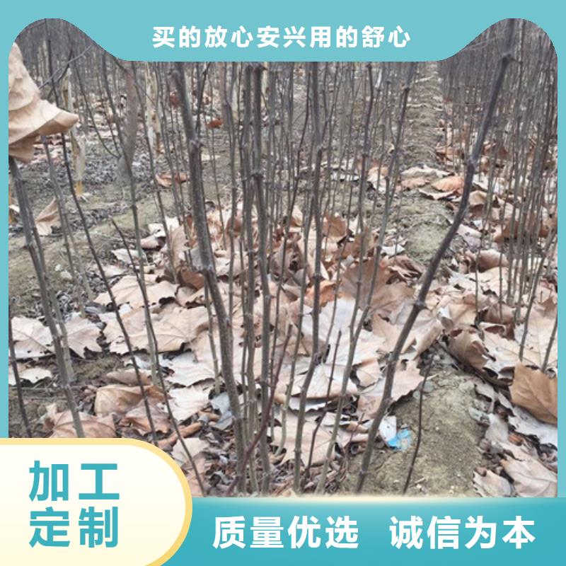 型号全价格低花椒苗_【桃树苗】一站式服务