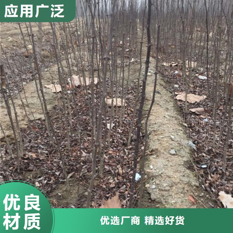 花椒苗板栗苗拒绝差价