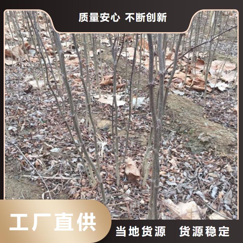【兴海】花椒苗_【桃树苗】一站式服务