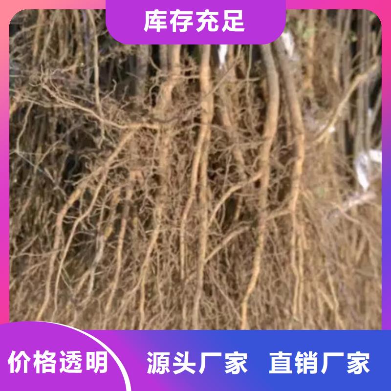 花椒苗核桃苗价格实惠工厂直供