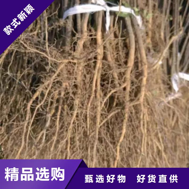 花椒苗板栗苗拒绝差价