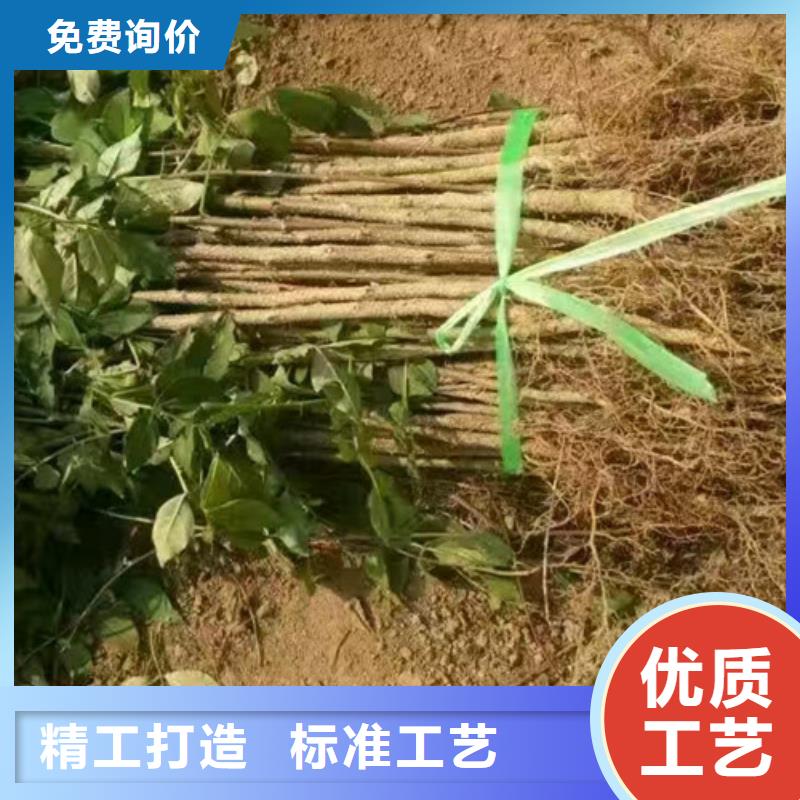 花椒苗_桃树苗厂家技术完善