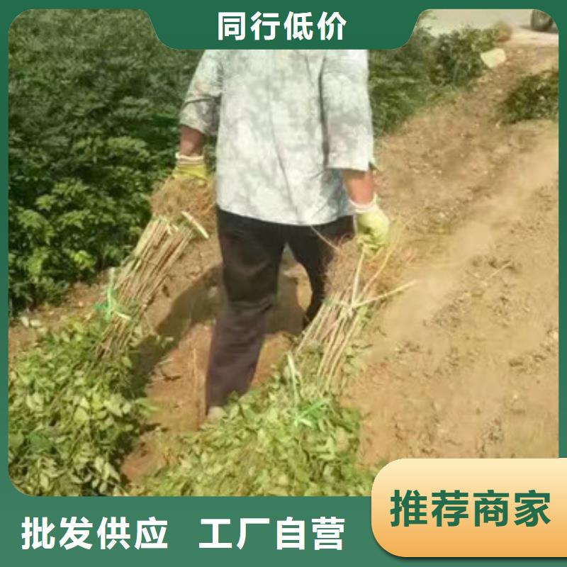 花椒苗-桃树苗免费回电