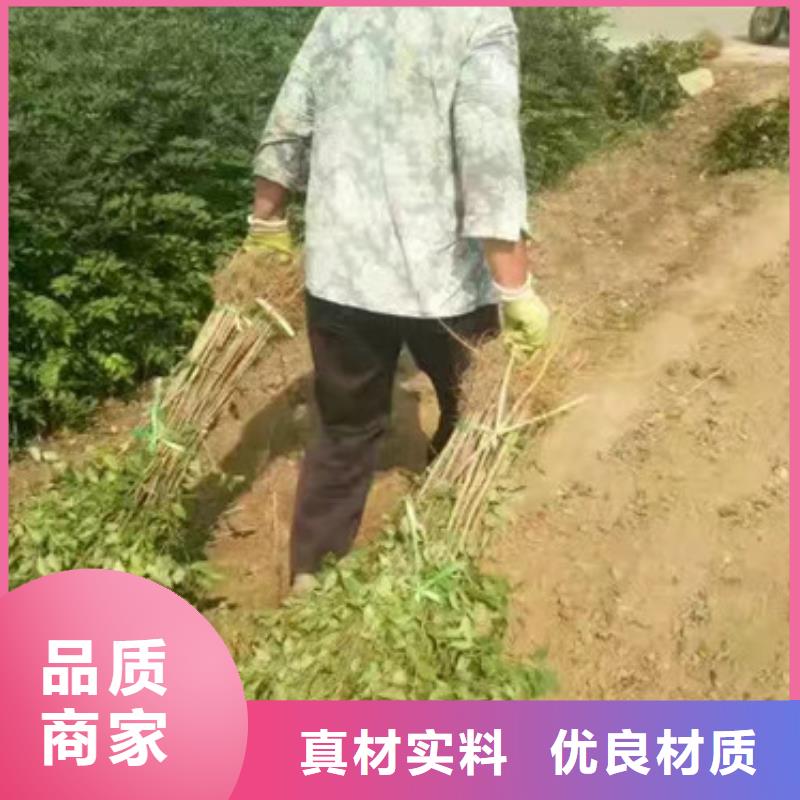 花椒苗_桃树苗厂家技术完善