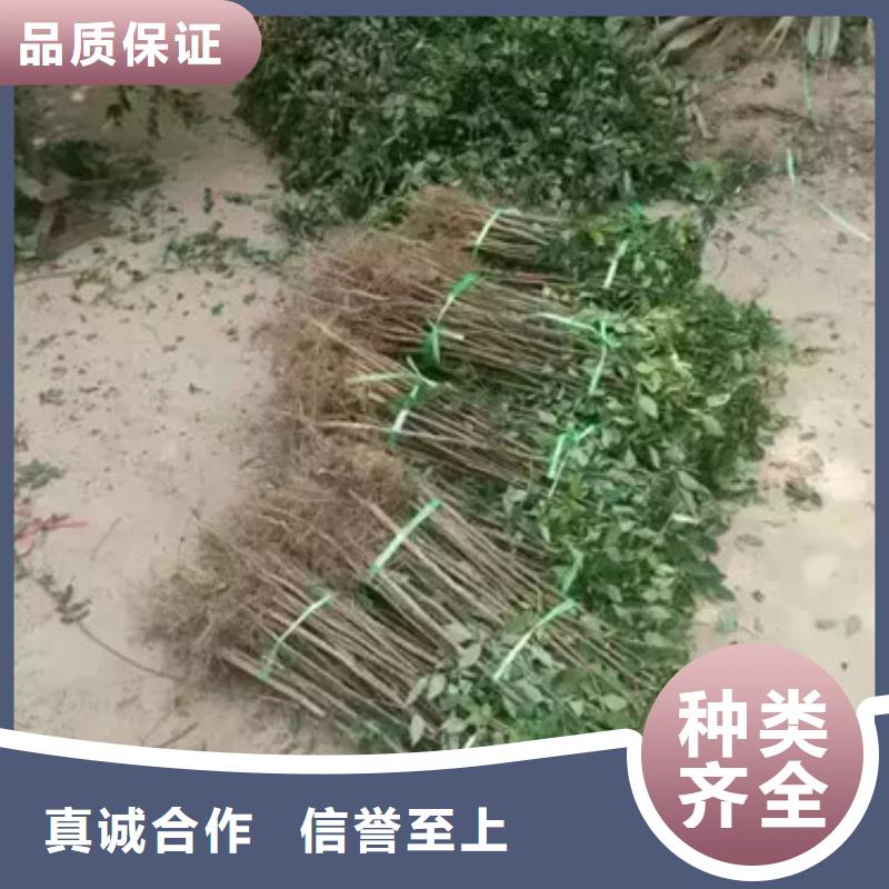 花椒苗李子苗用心提升细节