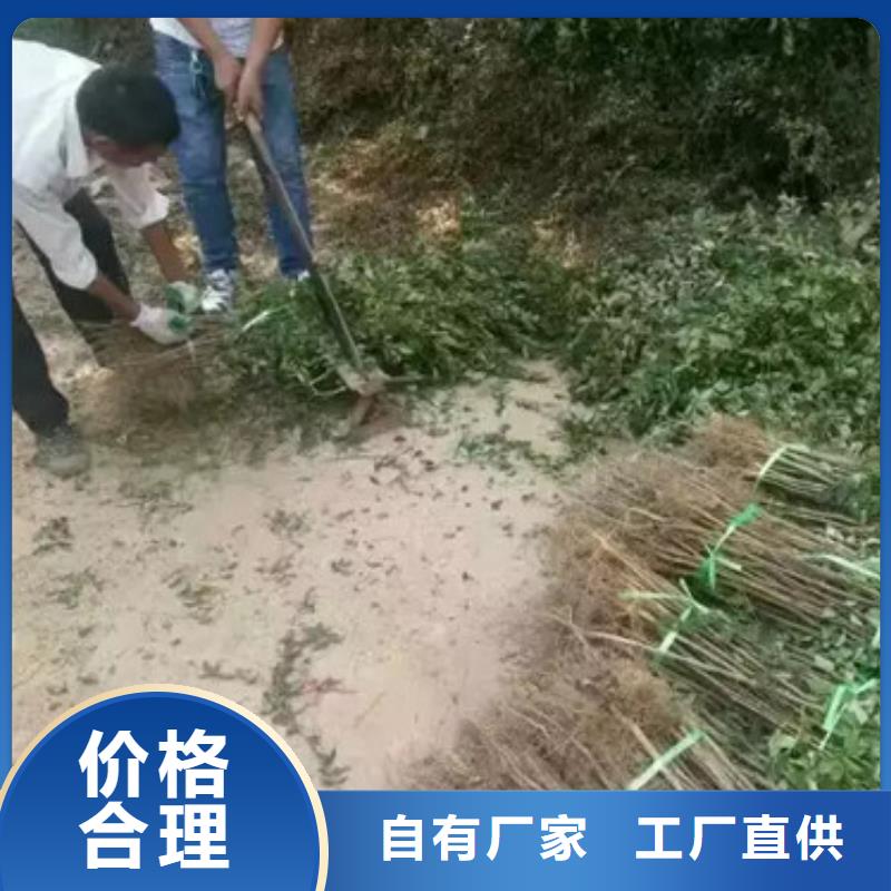 型号全价格低花椒苗_【桃树苗】一站式服务