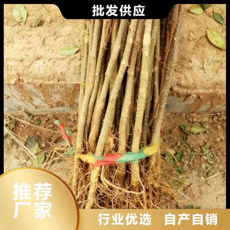 花椒苗【桃树苗】使用方法