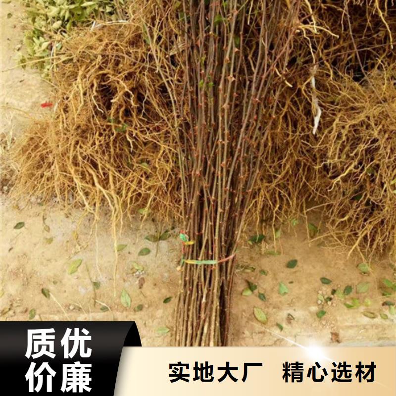 花椒苗梨树苗专注细节使用放心