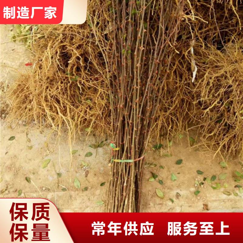 花椒苗,梨树苗实力商家