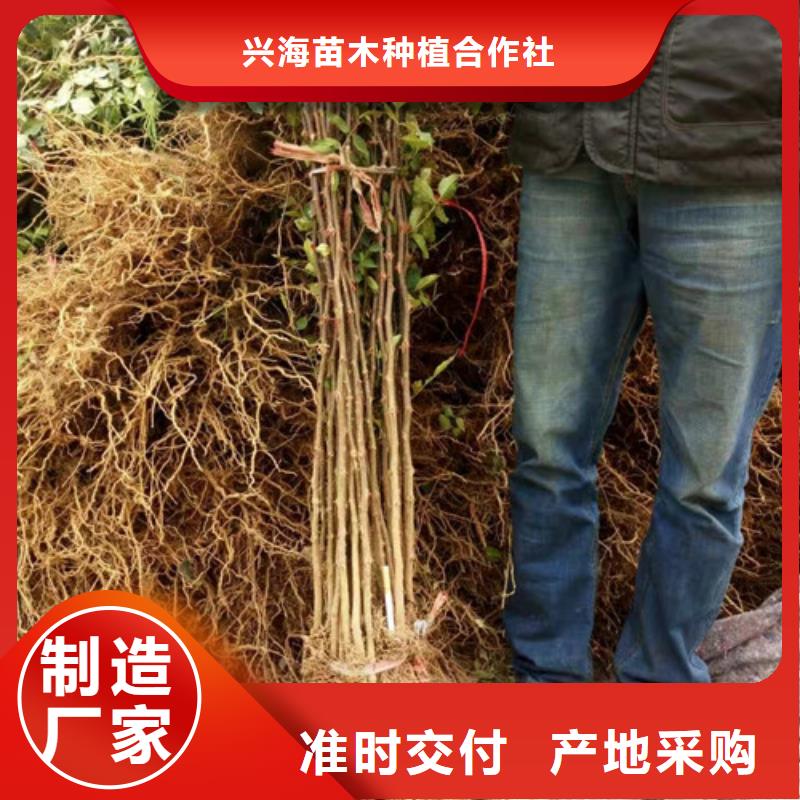 花椒苗李子苗用心提升细节