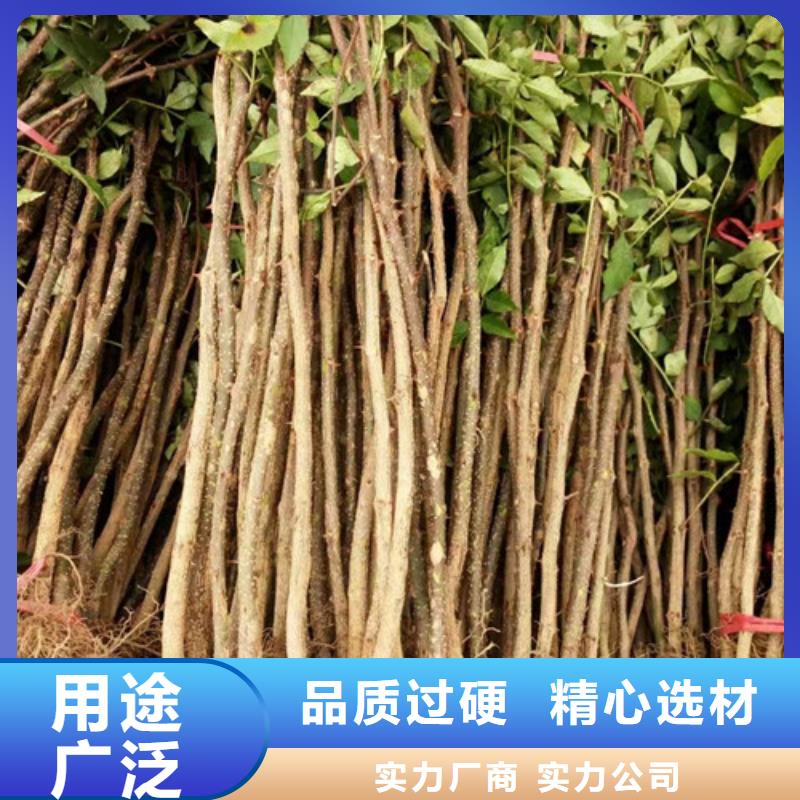 花椒苗苹果苗好产品好服务
