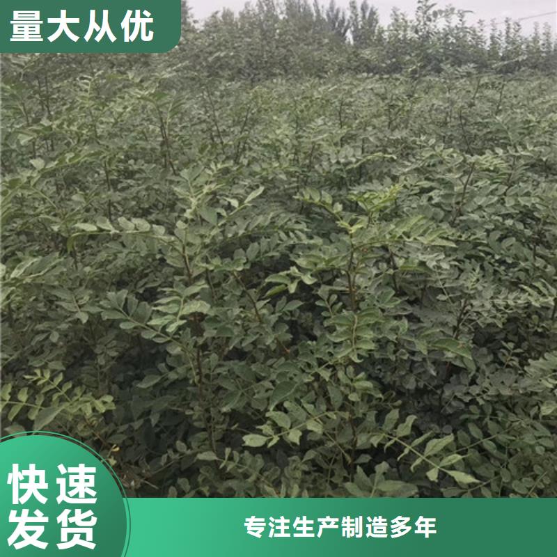 花椒苗核桃苗价格实惠工厂直供