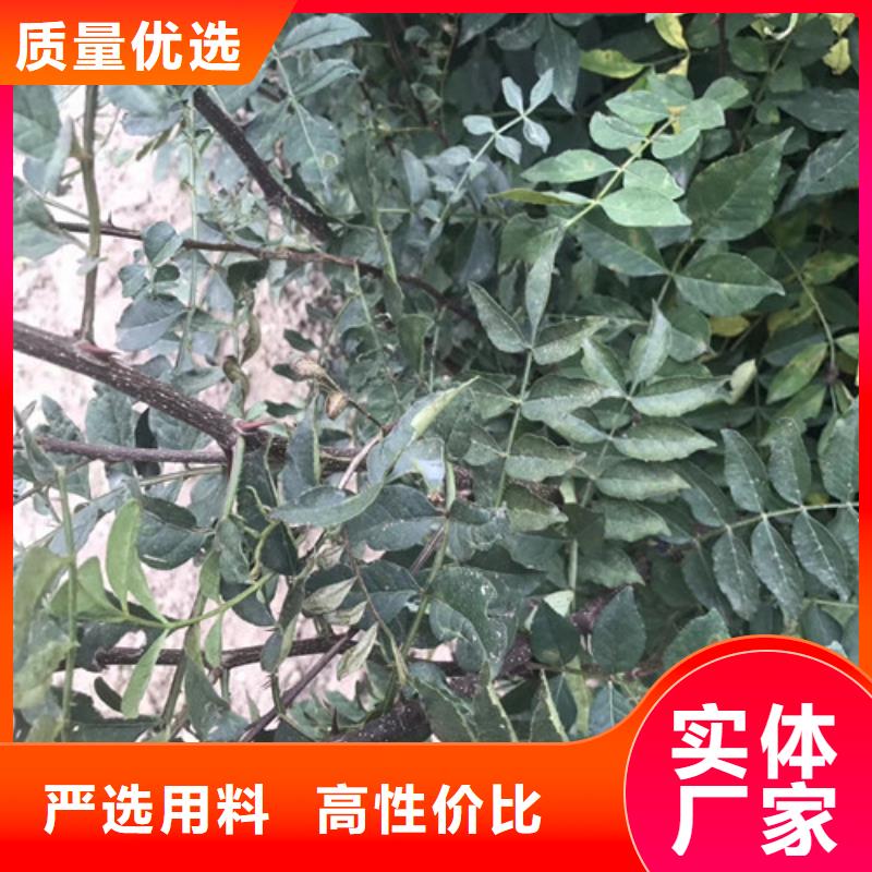 花椒苗【桃树苗】使用方法