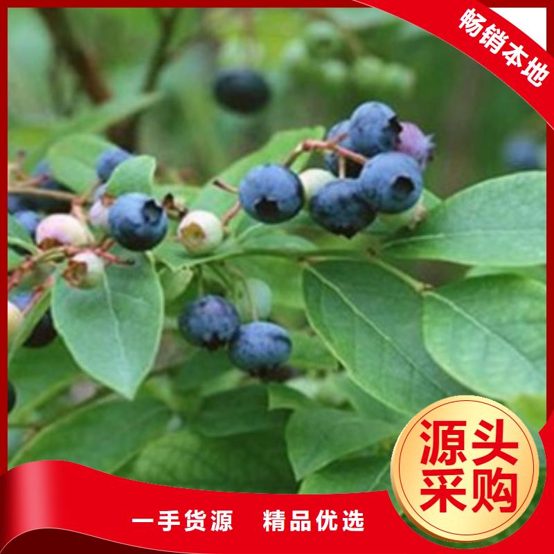 蓝莓苗梨树苗售后无忧