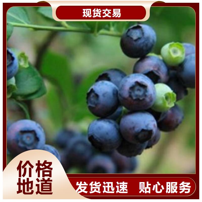 【蓝莓苗】李子苗厂家质量过硬-兴海苗木种植社(潍坊市分公司)