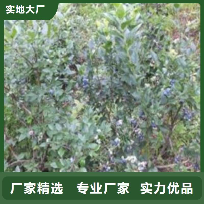 蓝莓苗苹果苗型号全价格低