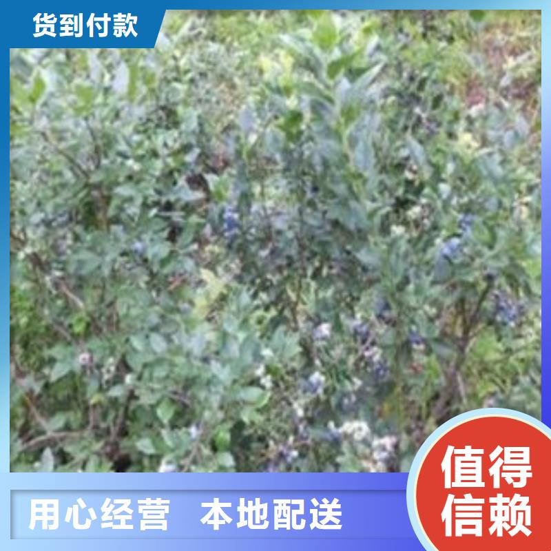 蓝莓苗 【板栗苗】精工细致打造-服务区域包括宁安|穆棱|大兴安岭|大庆|哈尔滨|鹤岗|绥化|齐齐哈尔等-产品视频