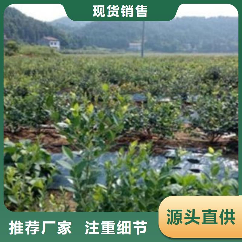【蓝莓苗】李子苗厂家质量过硬-兴海苗木种植社(潍坊市分公司)