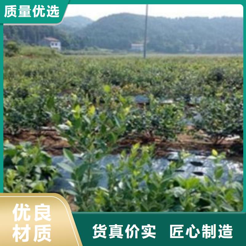 蓝莓苗花椒苗今日新品