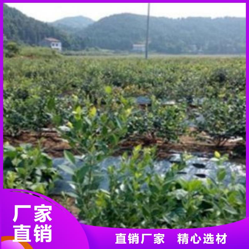 蓝莓苗葡萄苗实体诚信经营