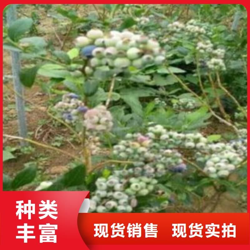 厂家直销货源充足蓝莓苗_【苹果苗】匠心打造