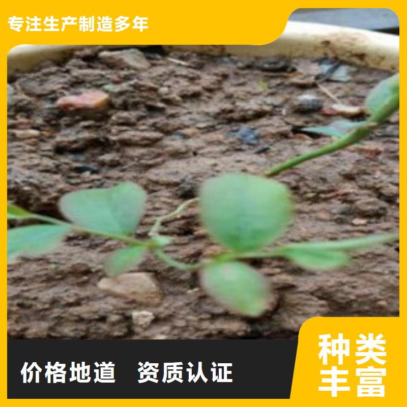 蓝莓苗_【苹果苗】匠心打造|尤溪|清流|福州|南平|龙岩|莆田|漳州|厦门|宁德aq00.com