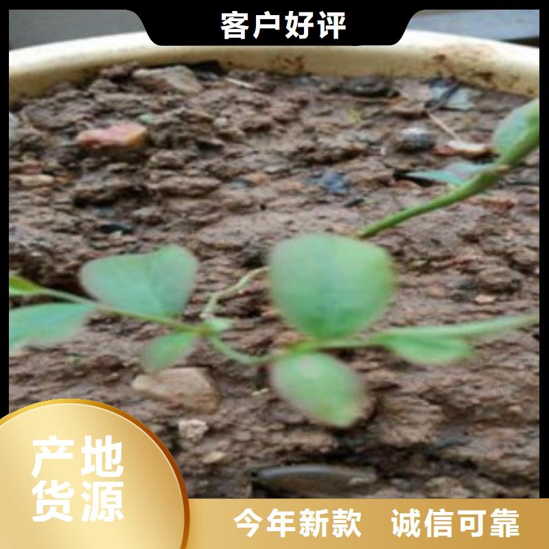 【蓝莓苗】李子苗厂家质量过硬-兴海苗木种植社(潍坊市分公司)
