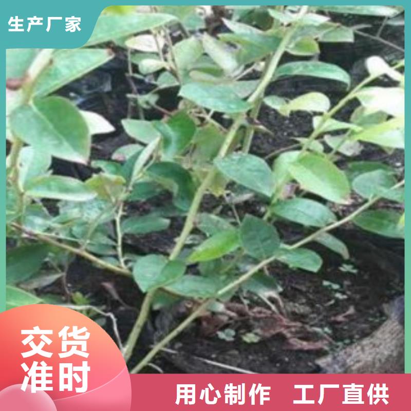 蓝莓苗核桃苗多种场景适用