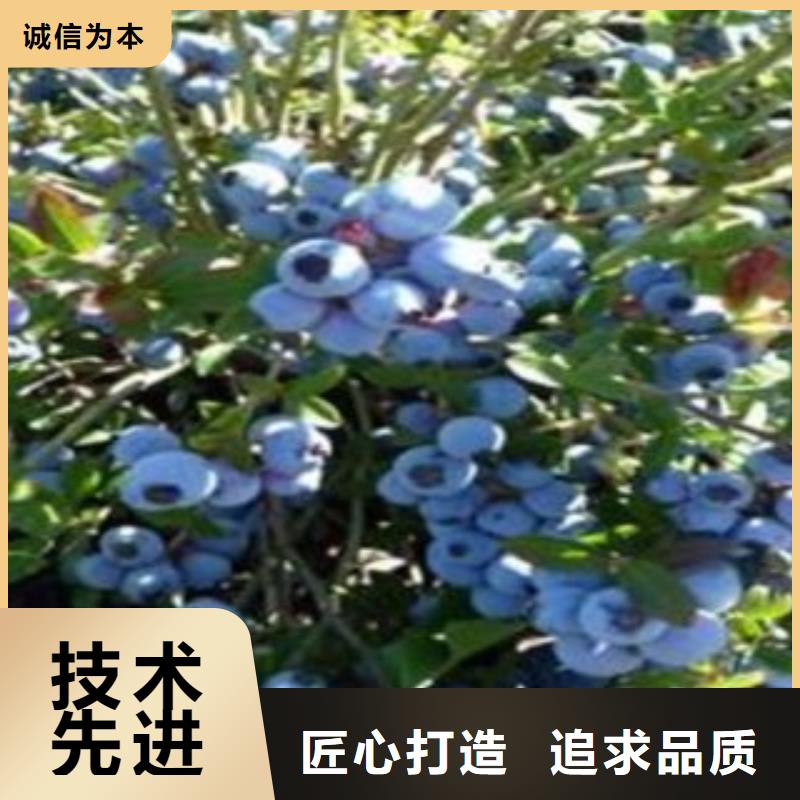 蓝莓苗核桃苗种类丰富