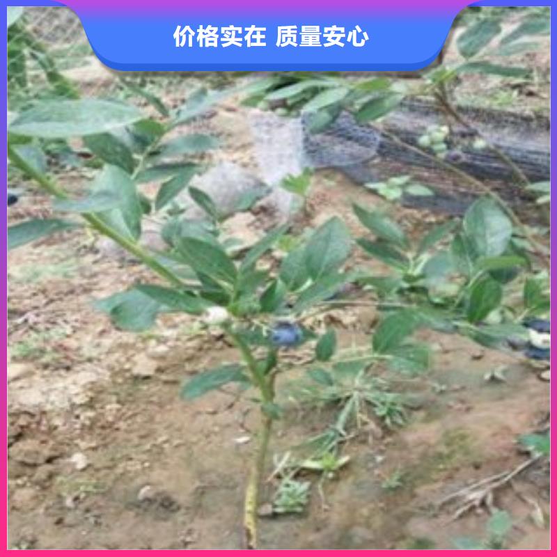 蓝莓苗核桃苗品质信得过