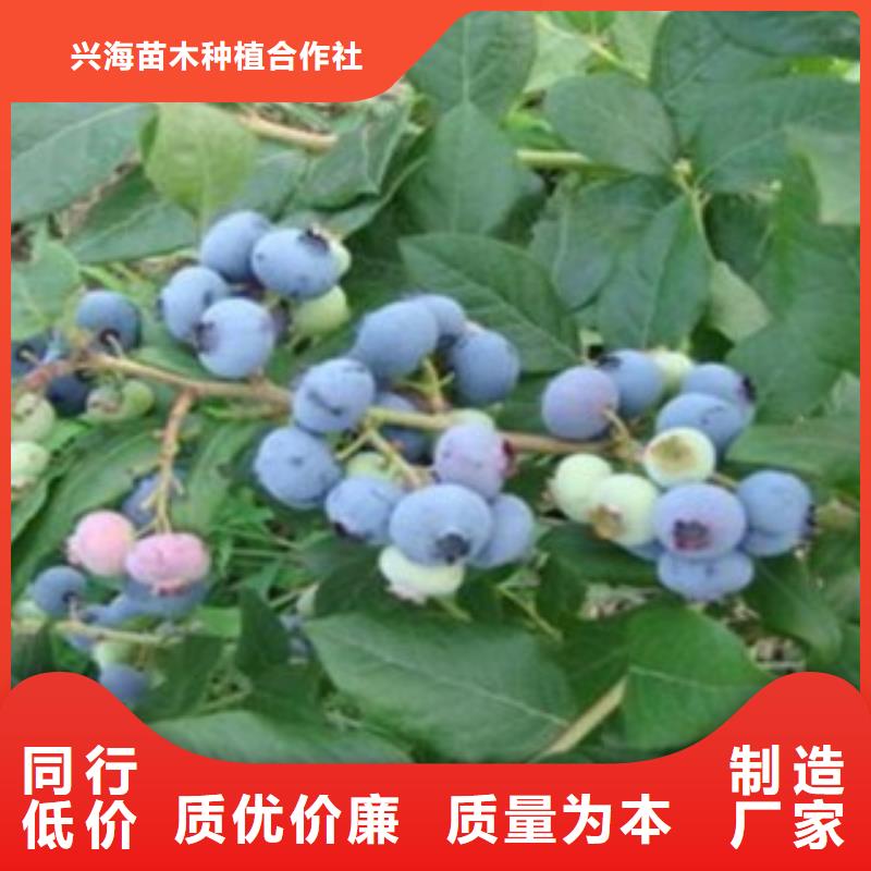 蓝莓苗应用广泛