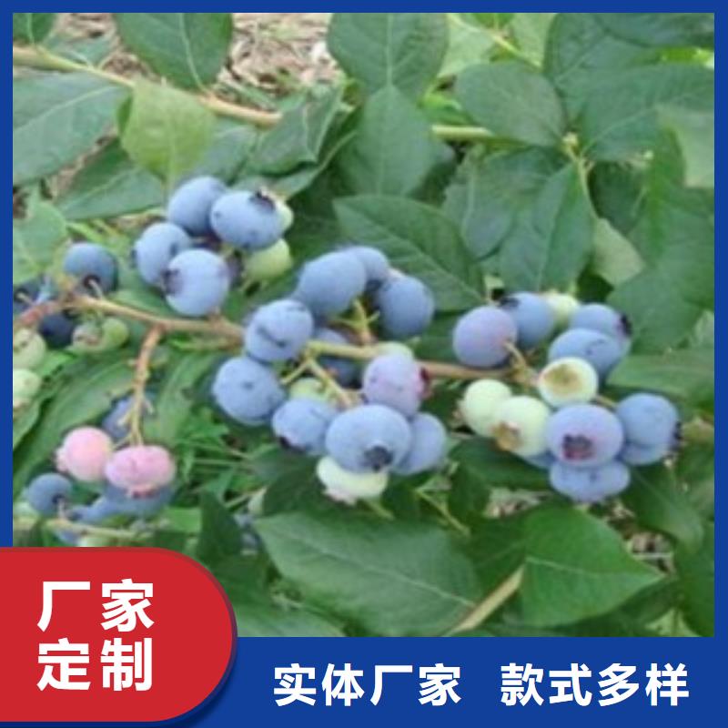蓝莓苗山楂苗产地直供