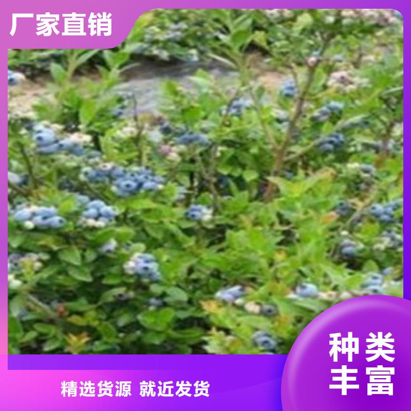 蓝莓苗_【苹果苗】匠心打造|尤溪|清流|福州|南平|龙岩|莆田|漳州|厦门|宁德aq00.com