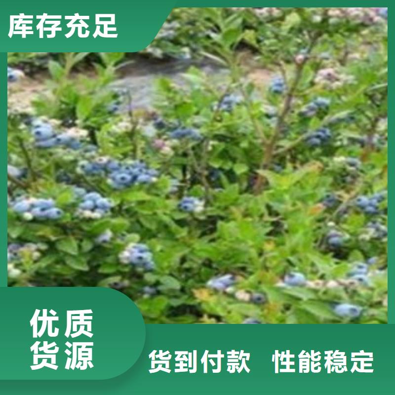 蓝莓苗苹果苗一周内发货
