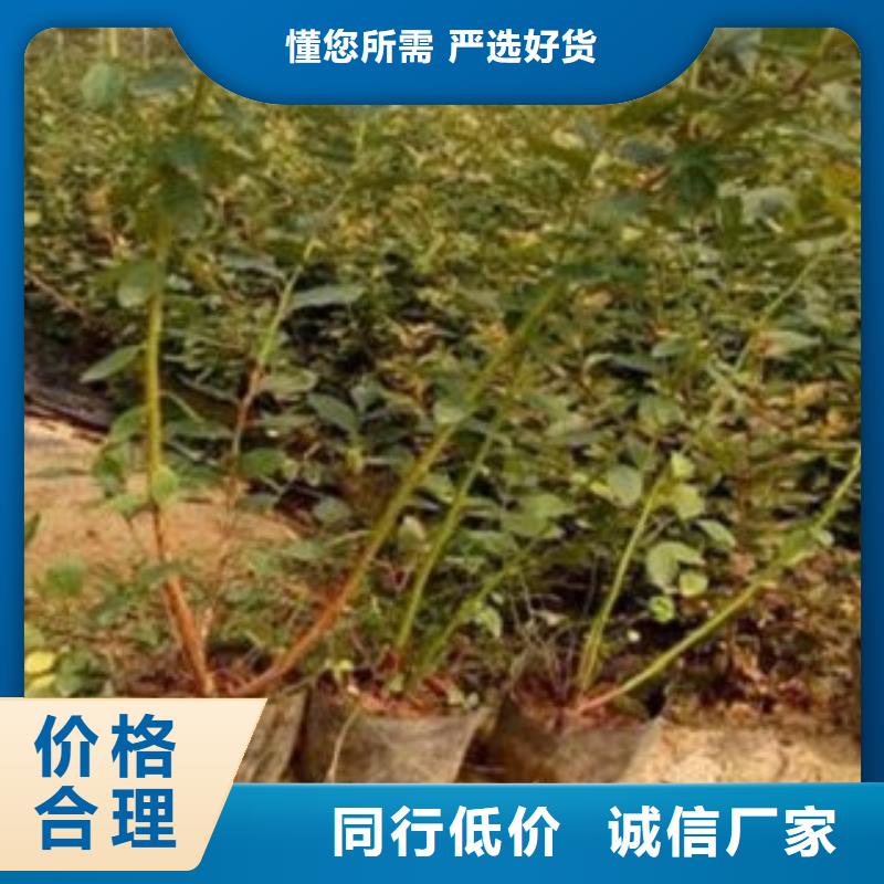 蓝莓苗品质服务