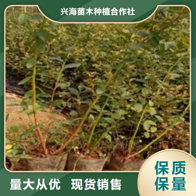蓝莓苗板栗苗真材实料