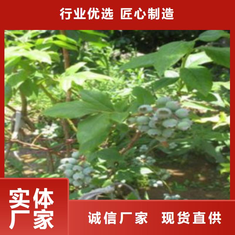 蓝莓苗-梨树苗从厂家买售后有保障